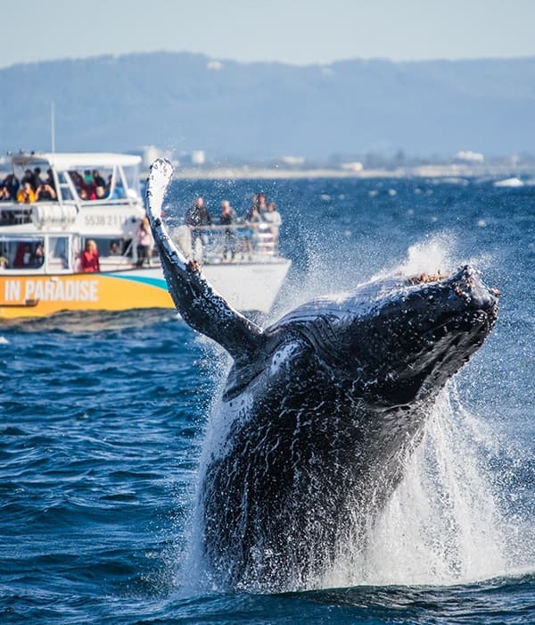 Whale watching with Whales in Paradise
